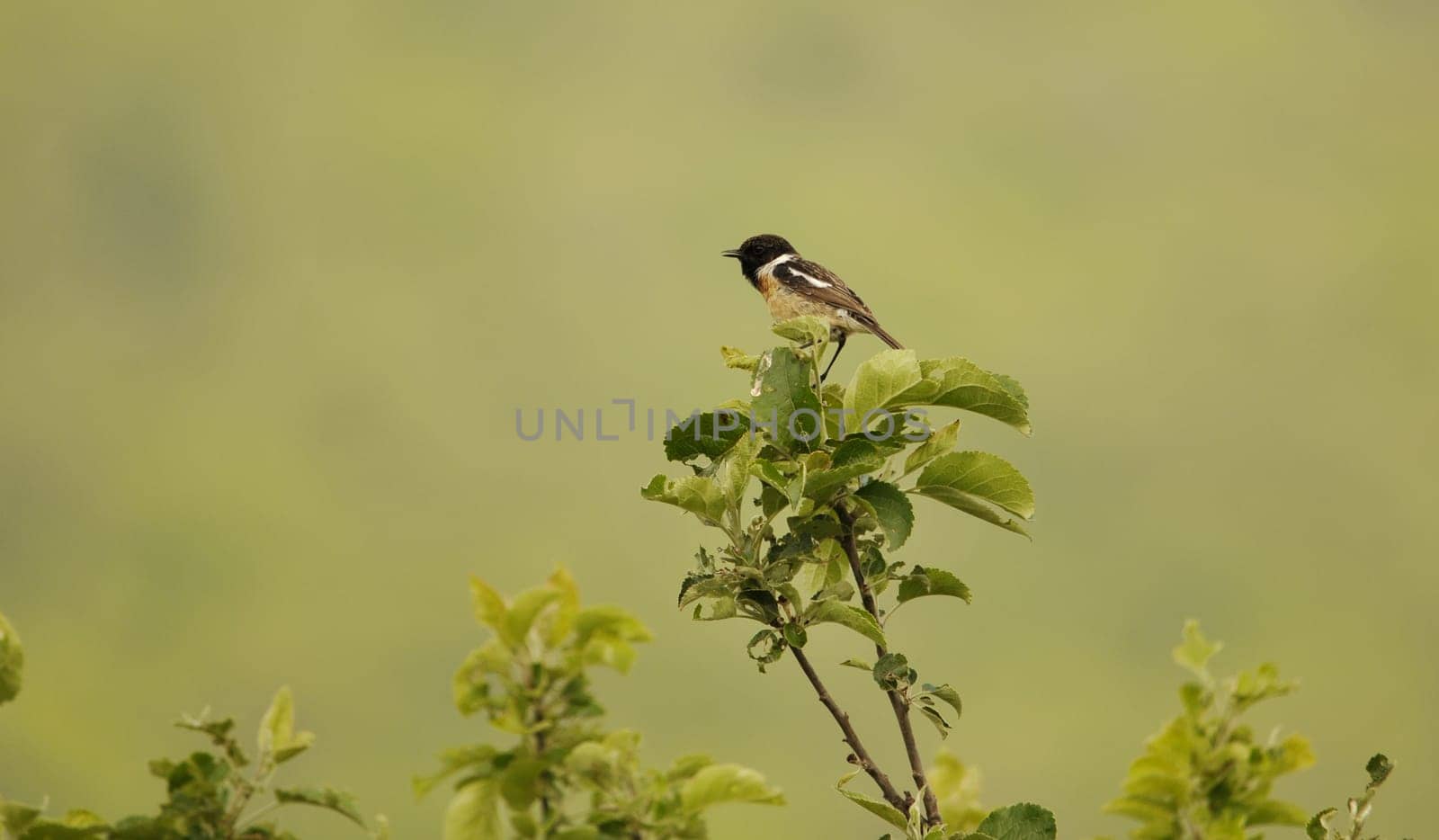 The Blackthroat