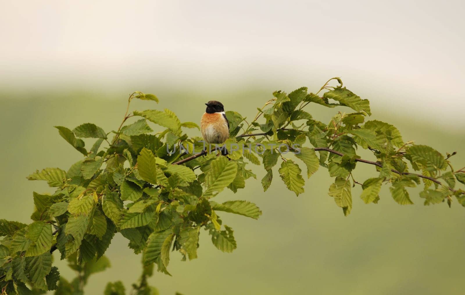 The Blackthroat