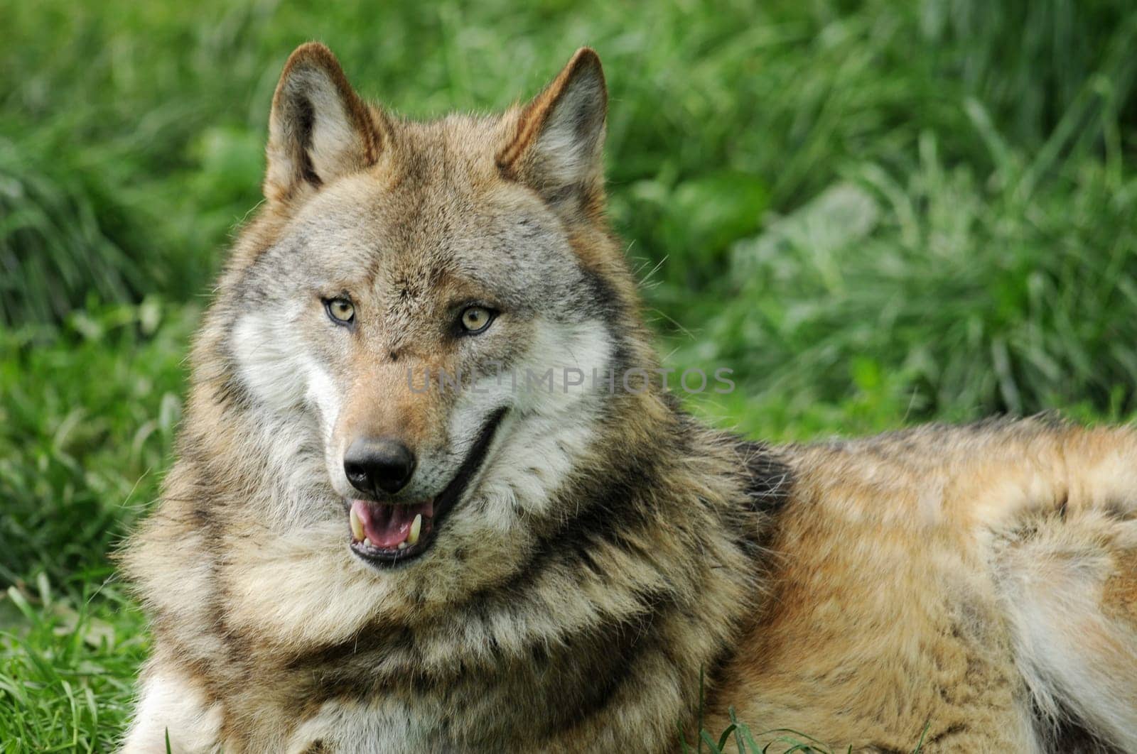 The Wolf