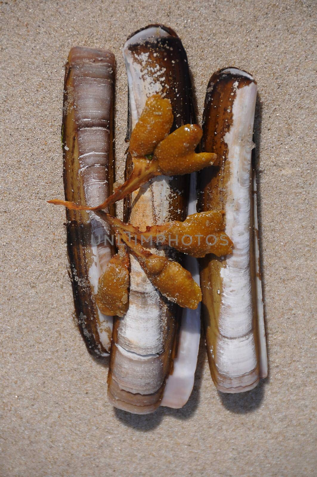 Shells