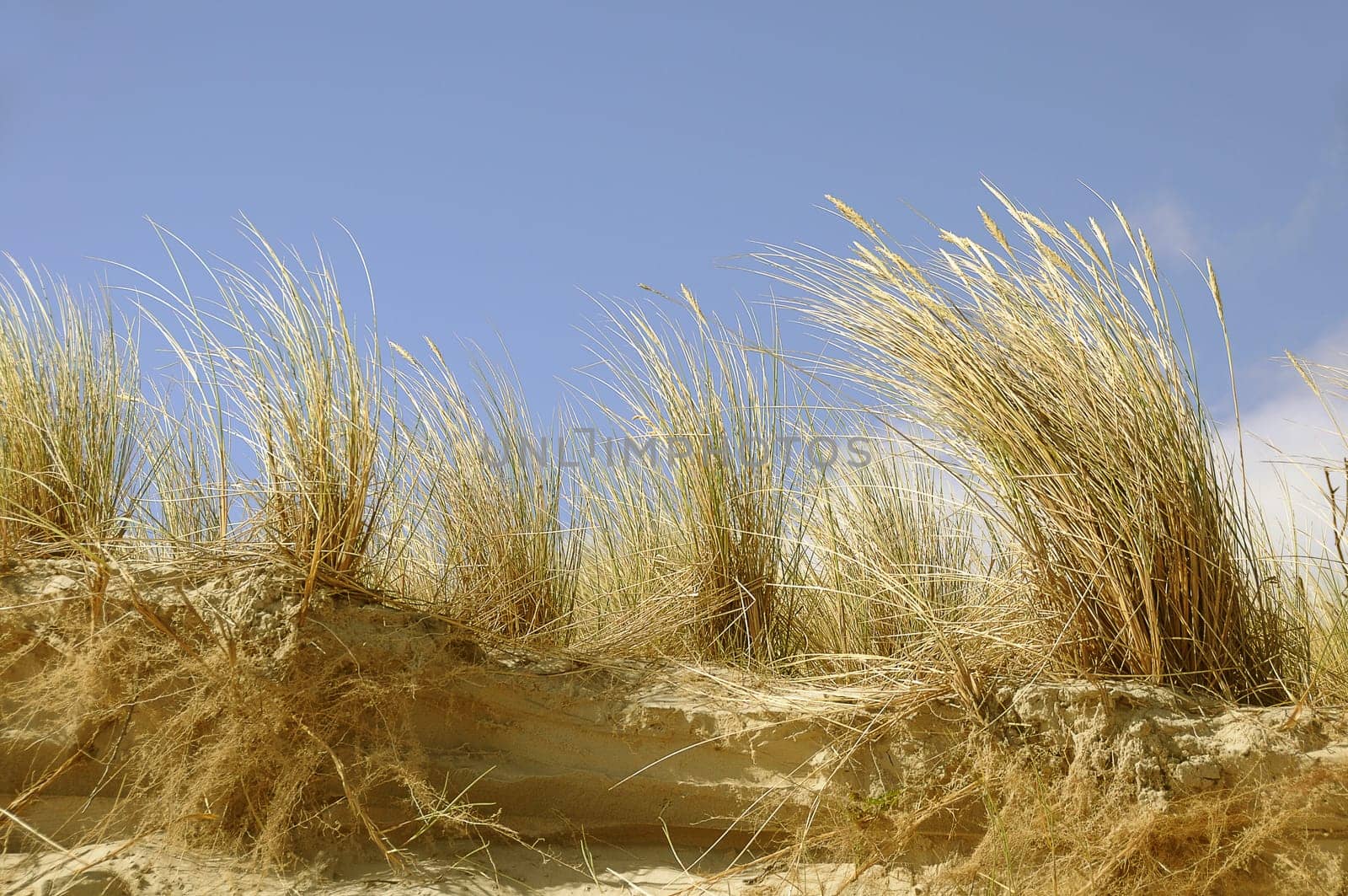 Dune