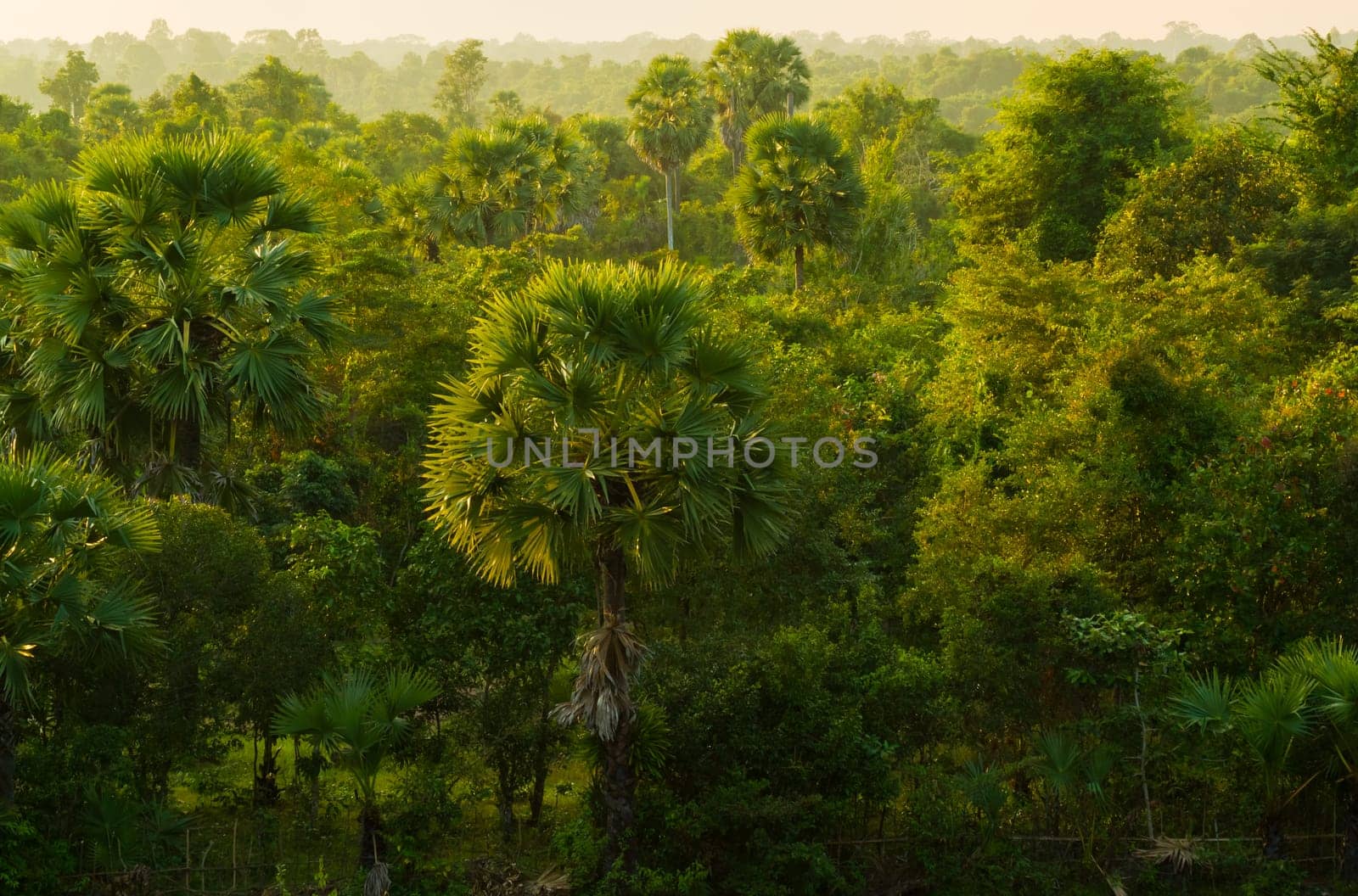 Jungle Forest at Angkor Wat Area in Cambodia