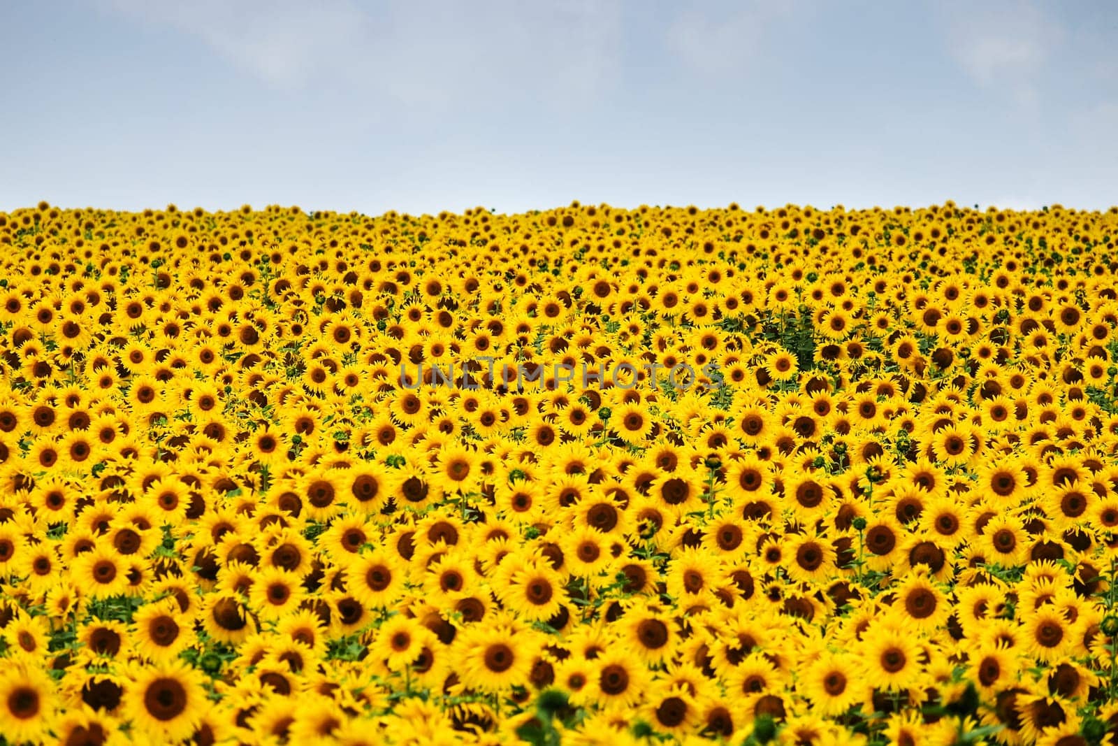 Sunflowers,agricultural landscape with yellow crops