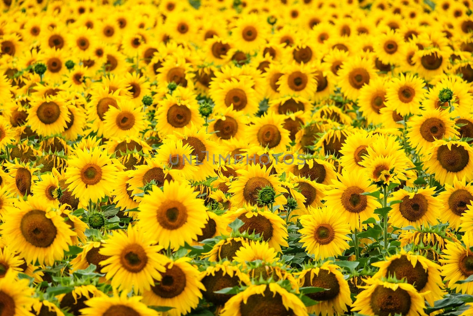 Sunflowers,agricultural landscape with yellow crops