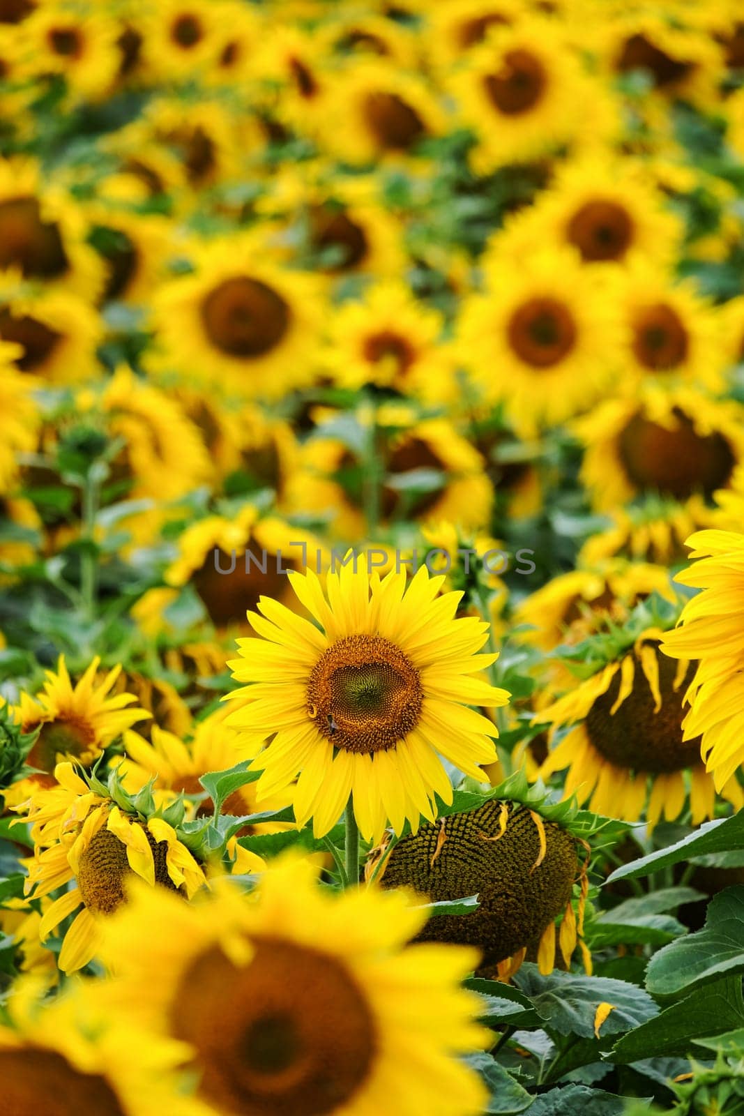 Sunflowers,agricultural landscape with yellow crops