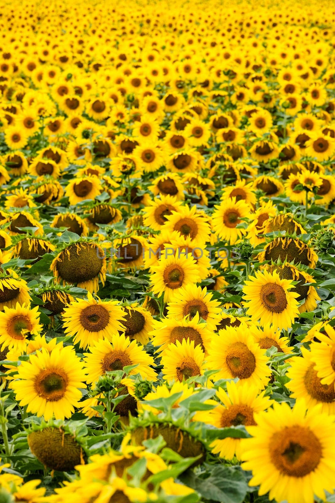 Sunflowers,agricultural landscape with yellow crops