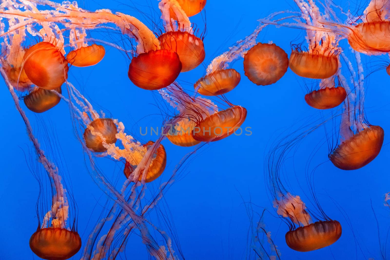 Sea Nettle jellyfish