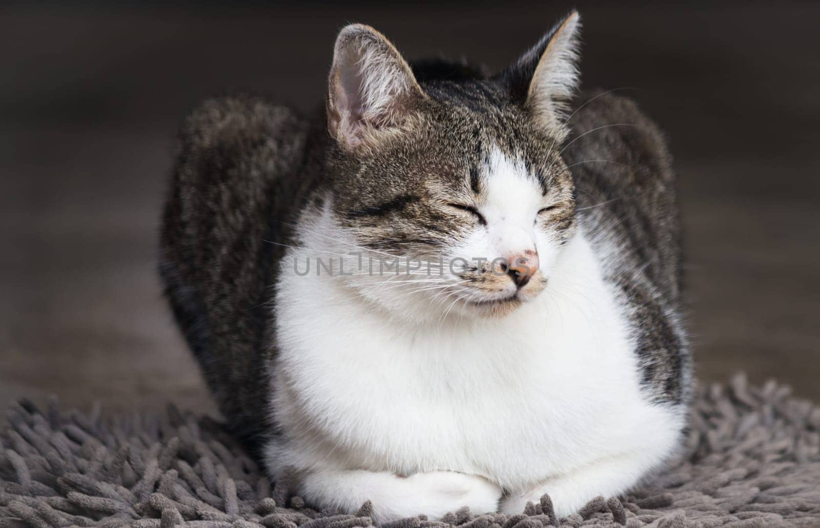 Siamese cat sitting on carpet, stock photo
