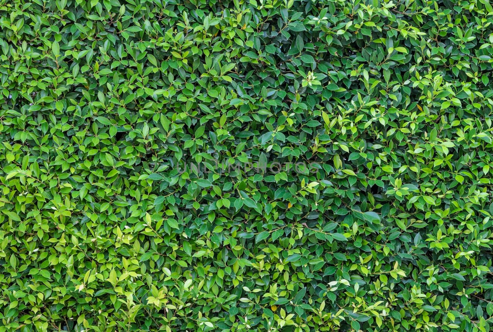 Green leaf wall background