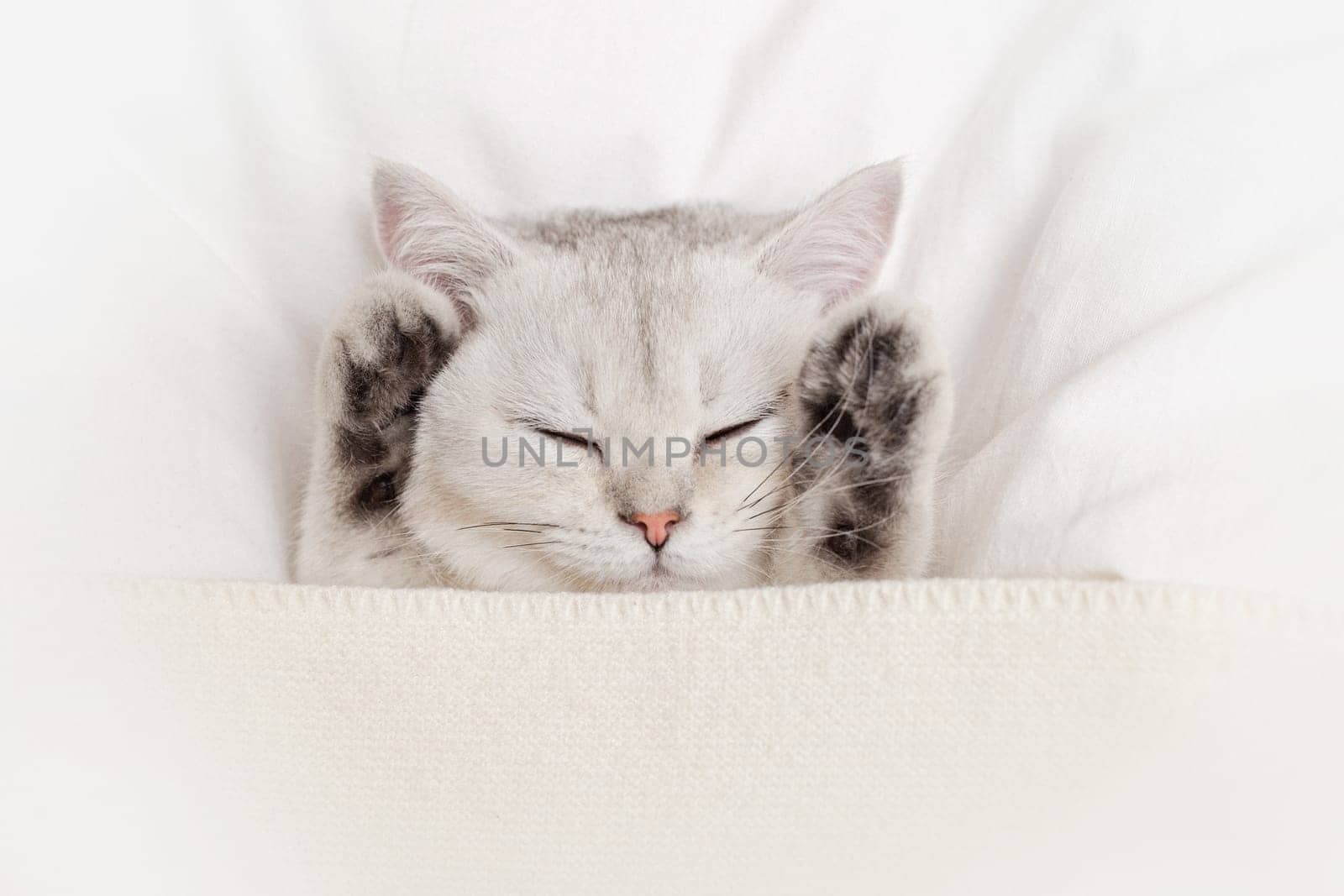 Portrait of a cute, gentle white kitten sleeping gray paws up on a white bed under a knitted blanket. View from above. Copy space