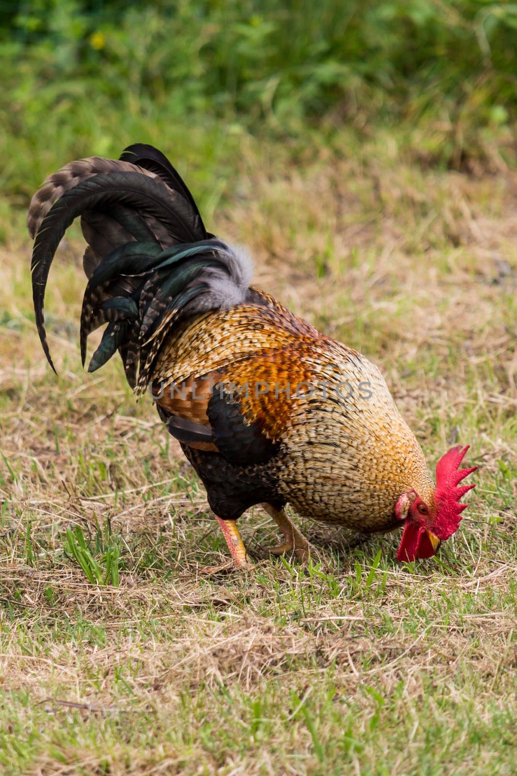 rooster in search of food in organic farming in land