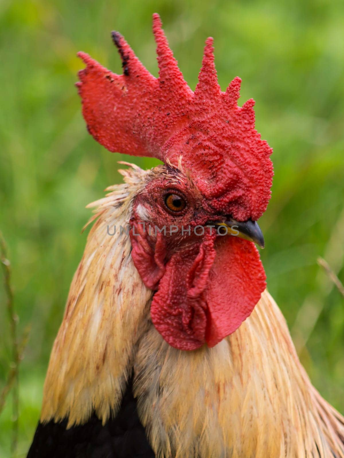 rooster in search of food in organic farming in land