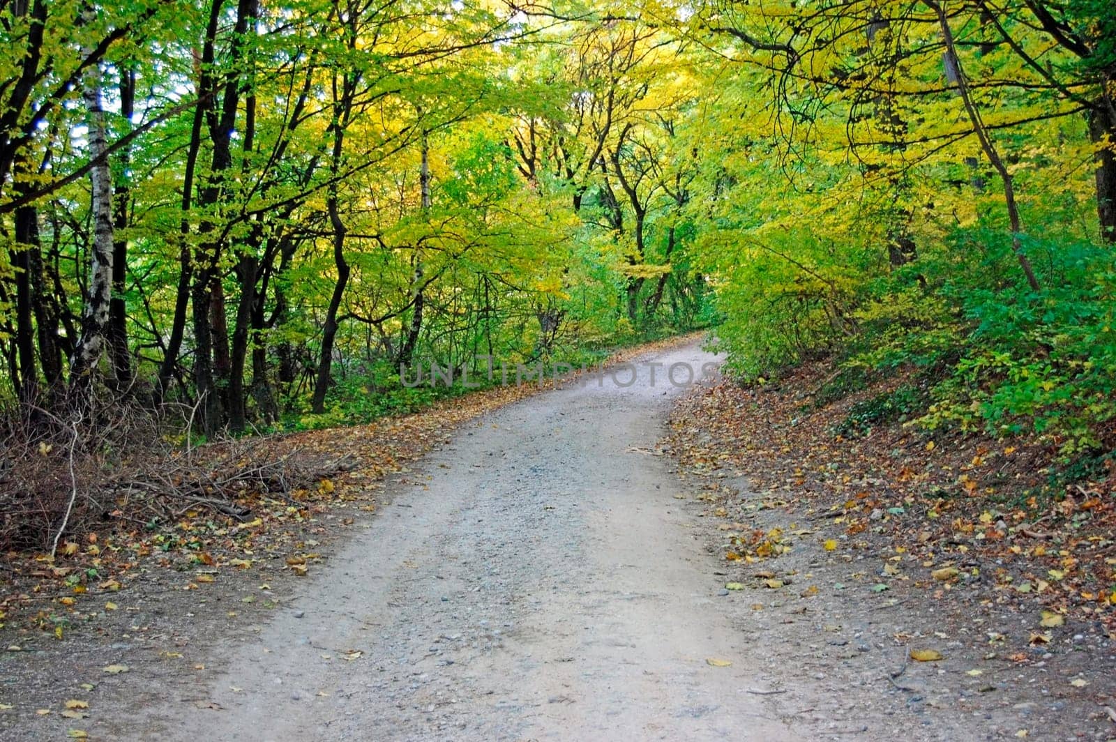 Forest  Road in Autumn