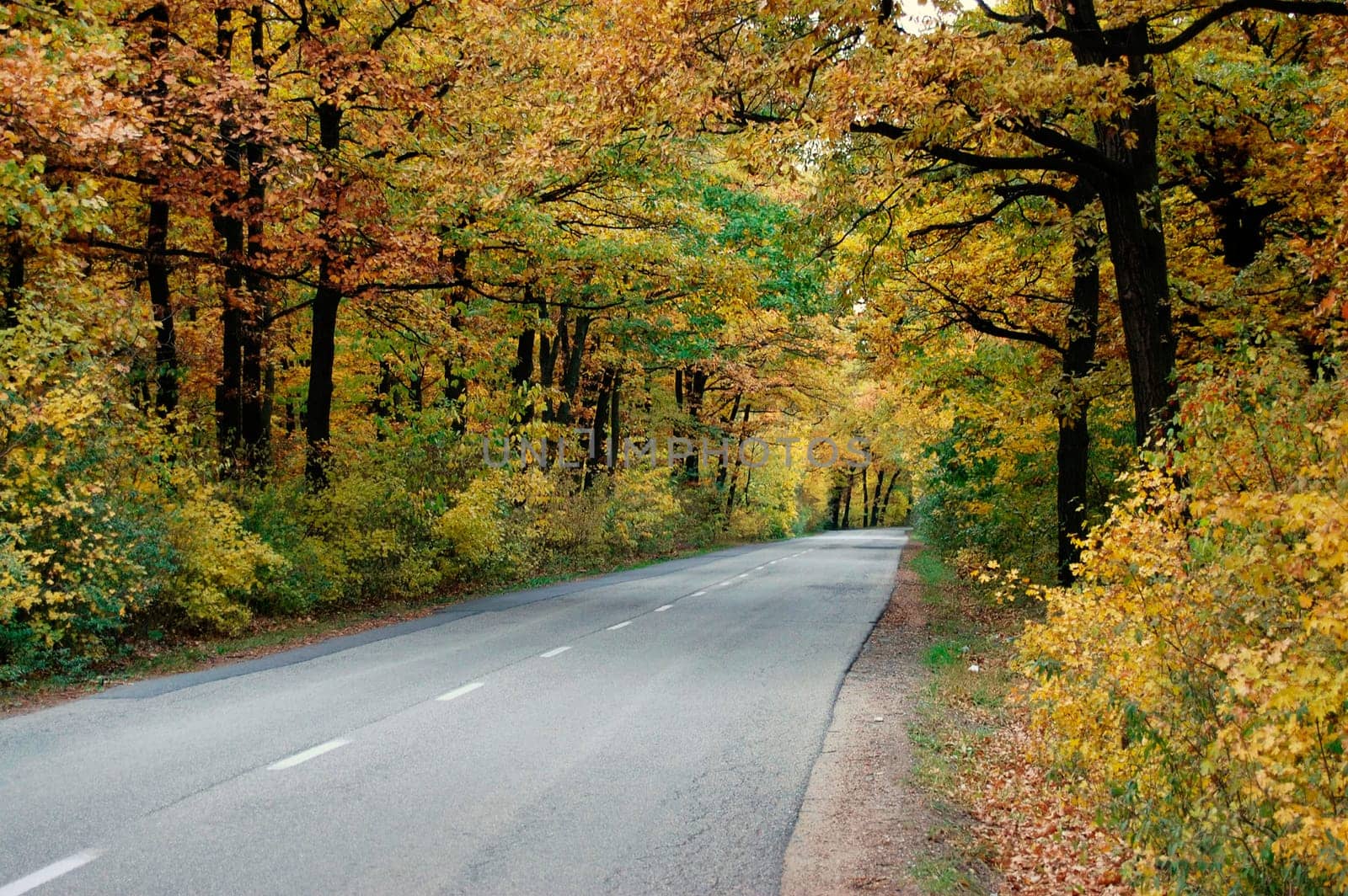 Forest  Road in Autumn