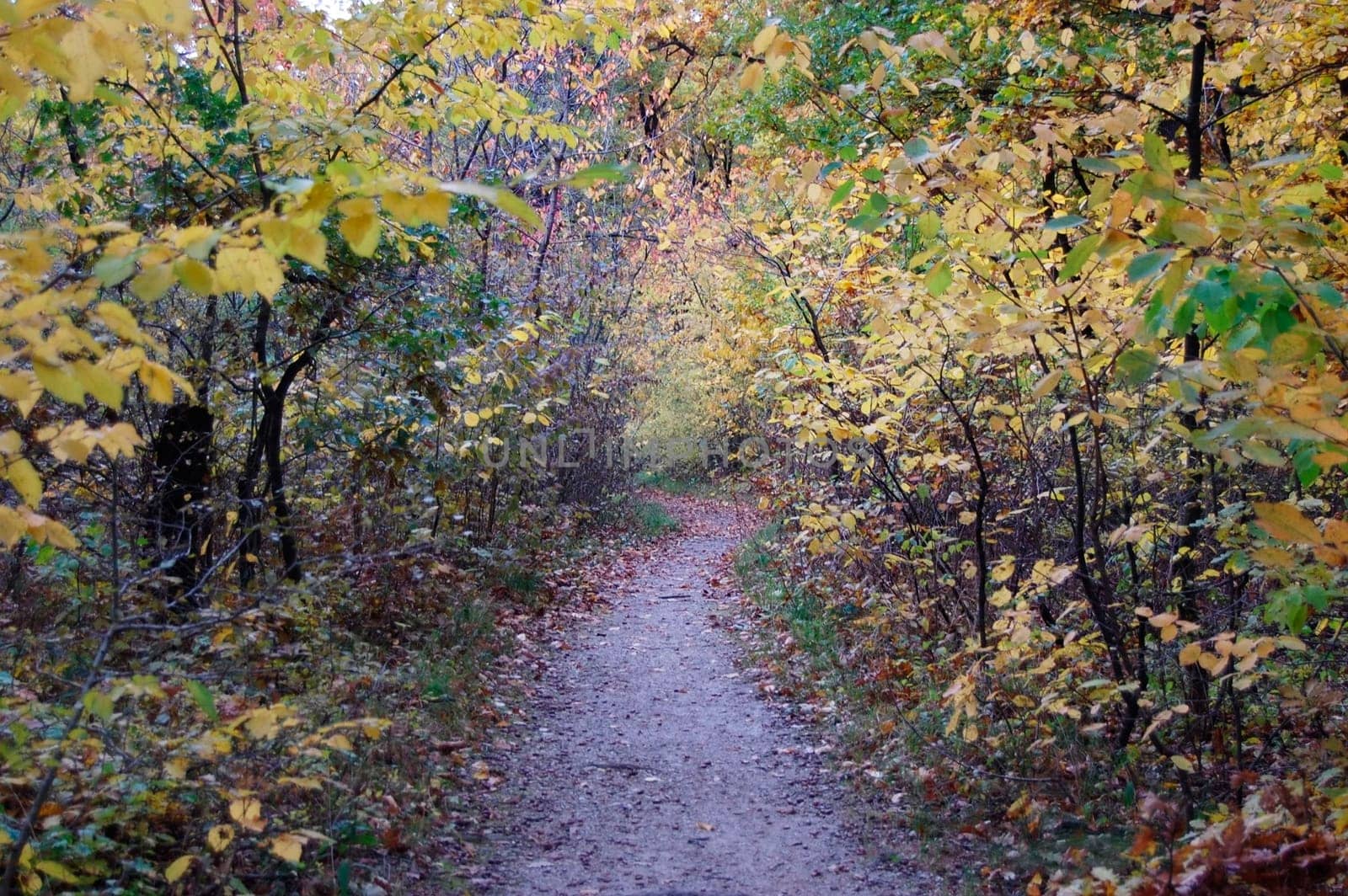 Forest  path with bench  in Autumn