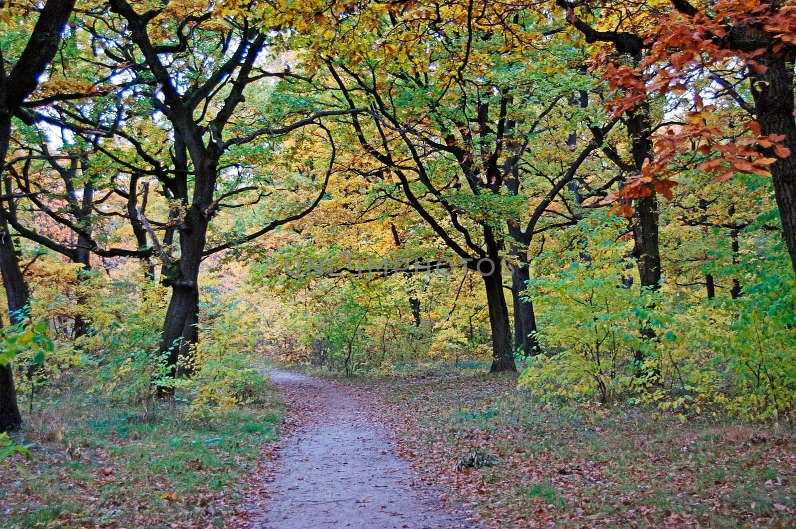 Forest  path with bench  in Autumn