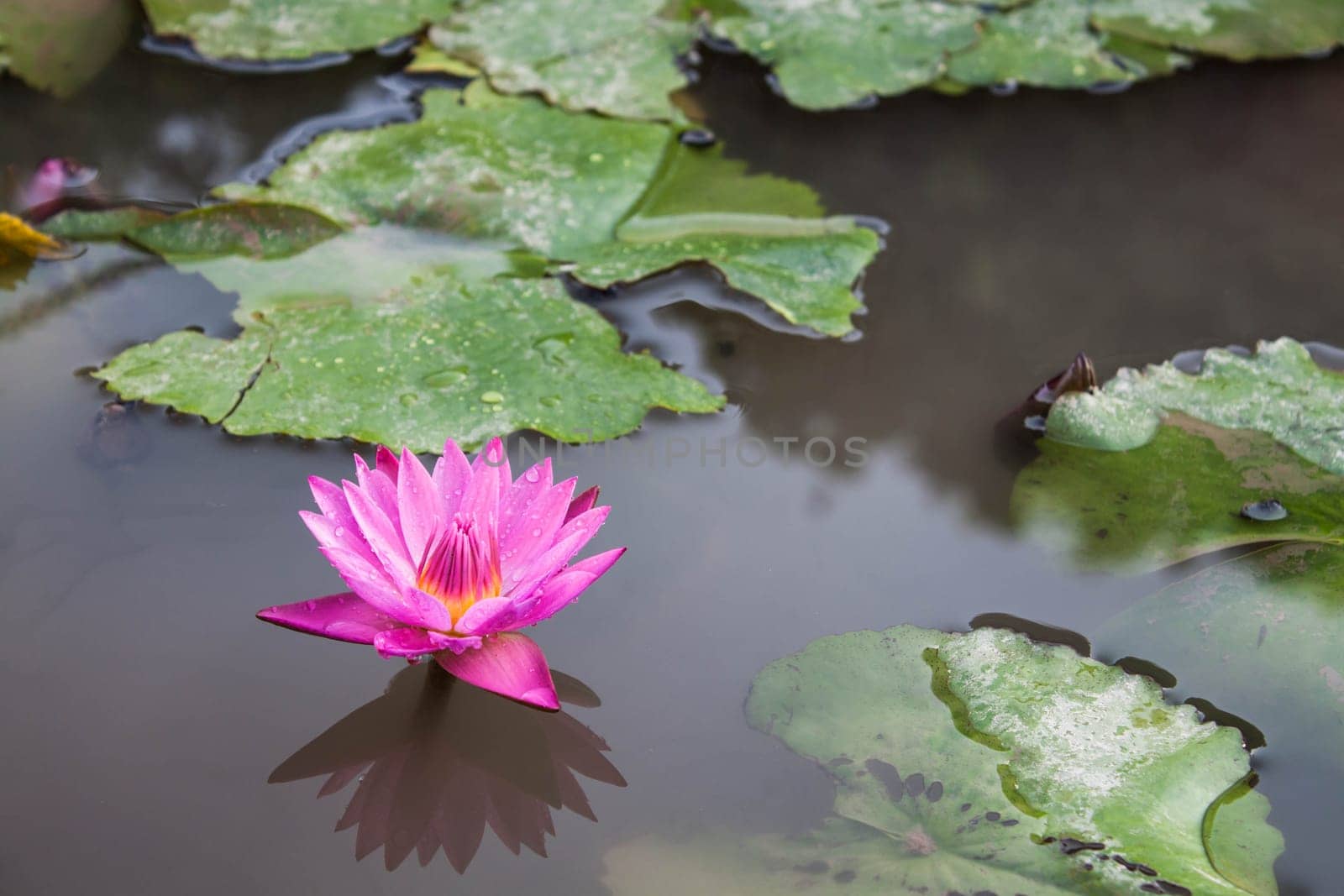 Pink lotus blossoms or water lily flowers blooming on pond