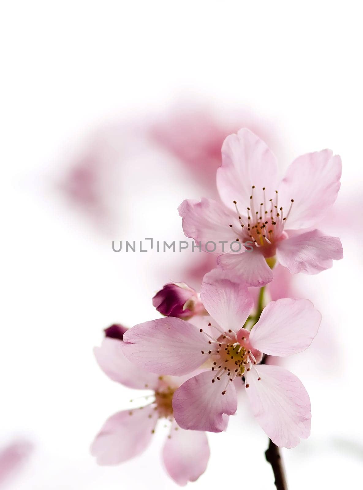 Cherry blossom, sakura flowers for adv or others pupose use..