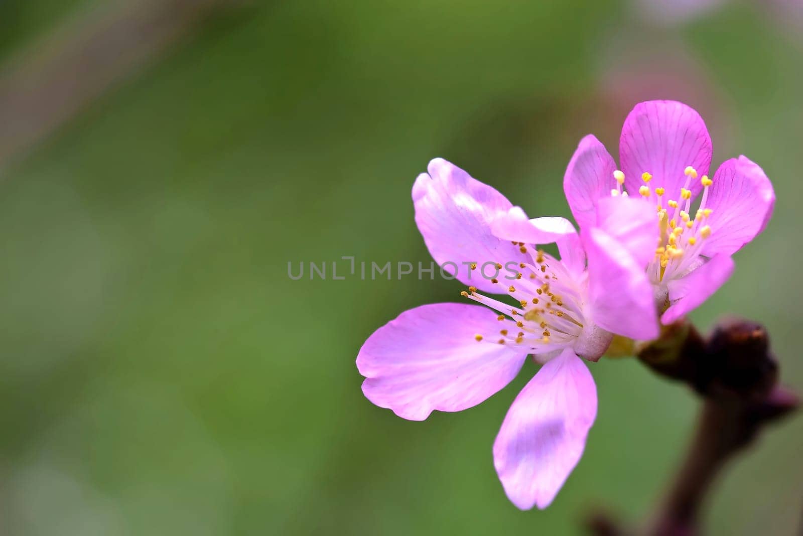 Cherry blossom, sakura flowers for adv or others pupose use..