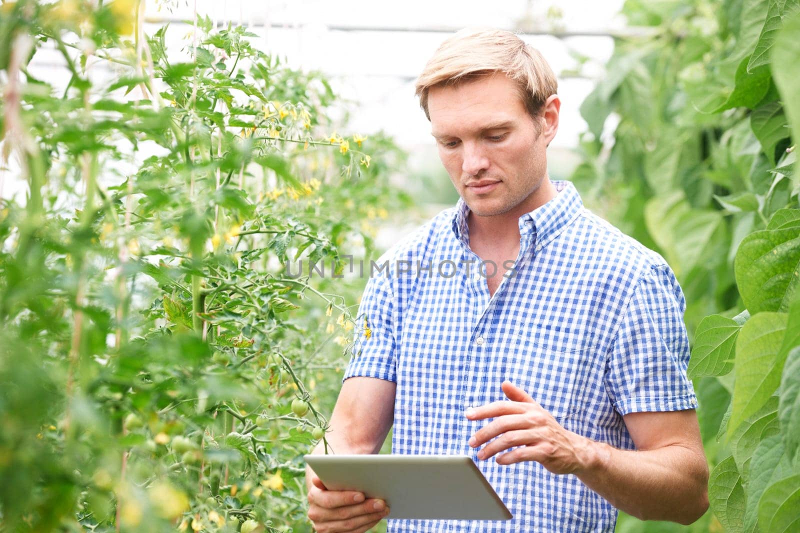 Farmer In Greenhouse Checking Tomato Plants Using Digital Tablet