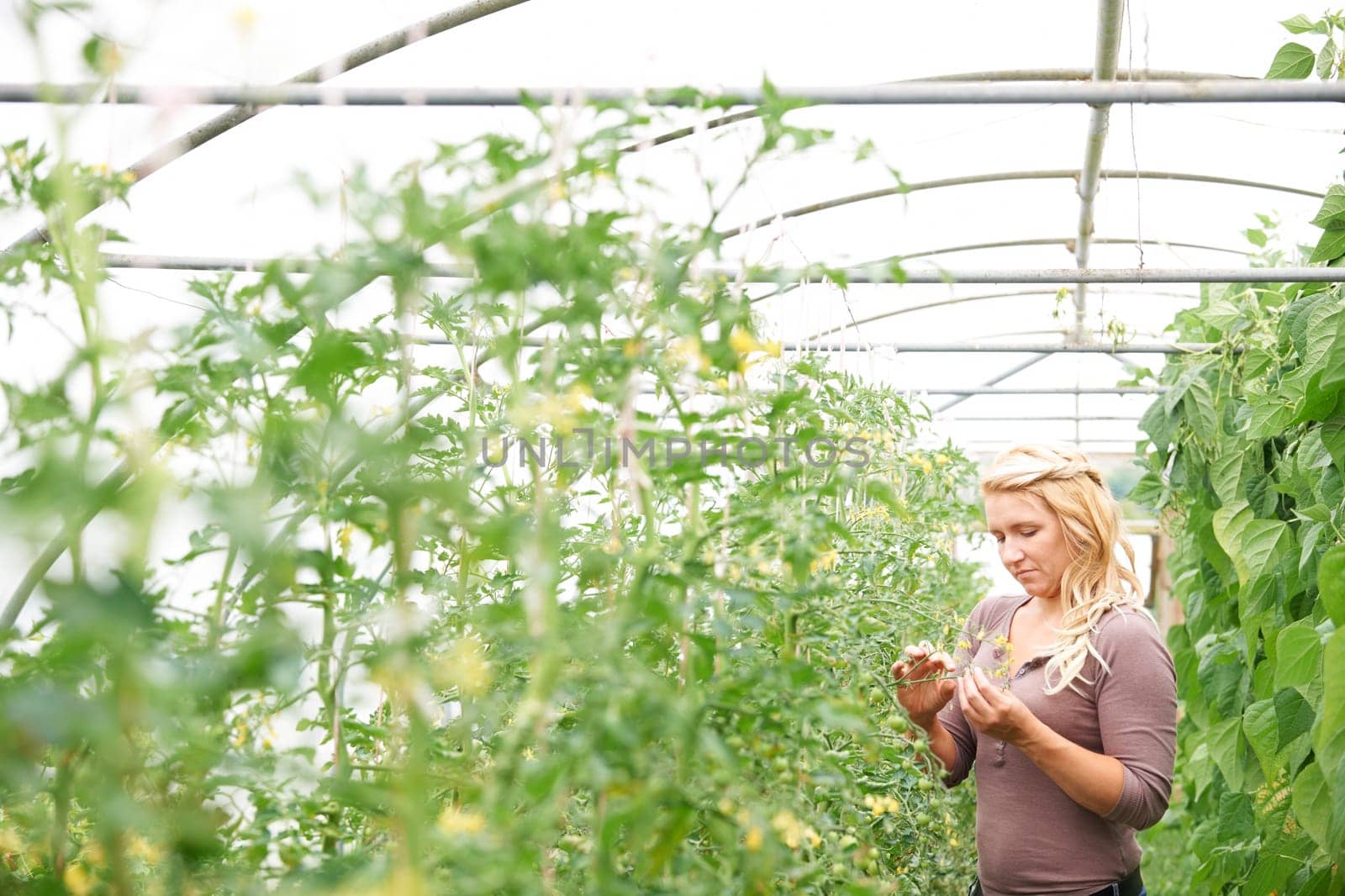 woman,farmer,farming,greenhouse,crop,agriculture