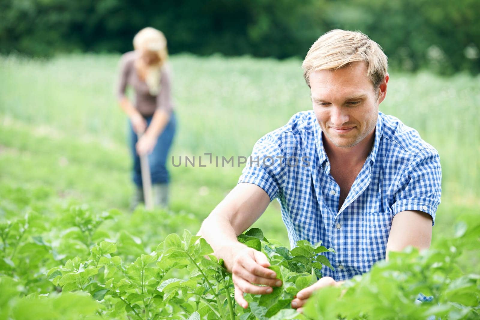Couple Working In Field On Organic Farm