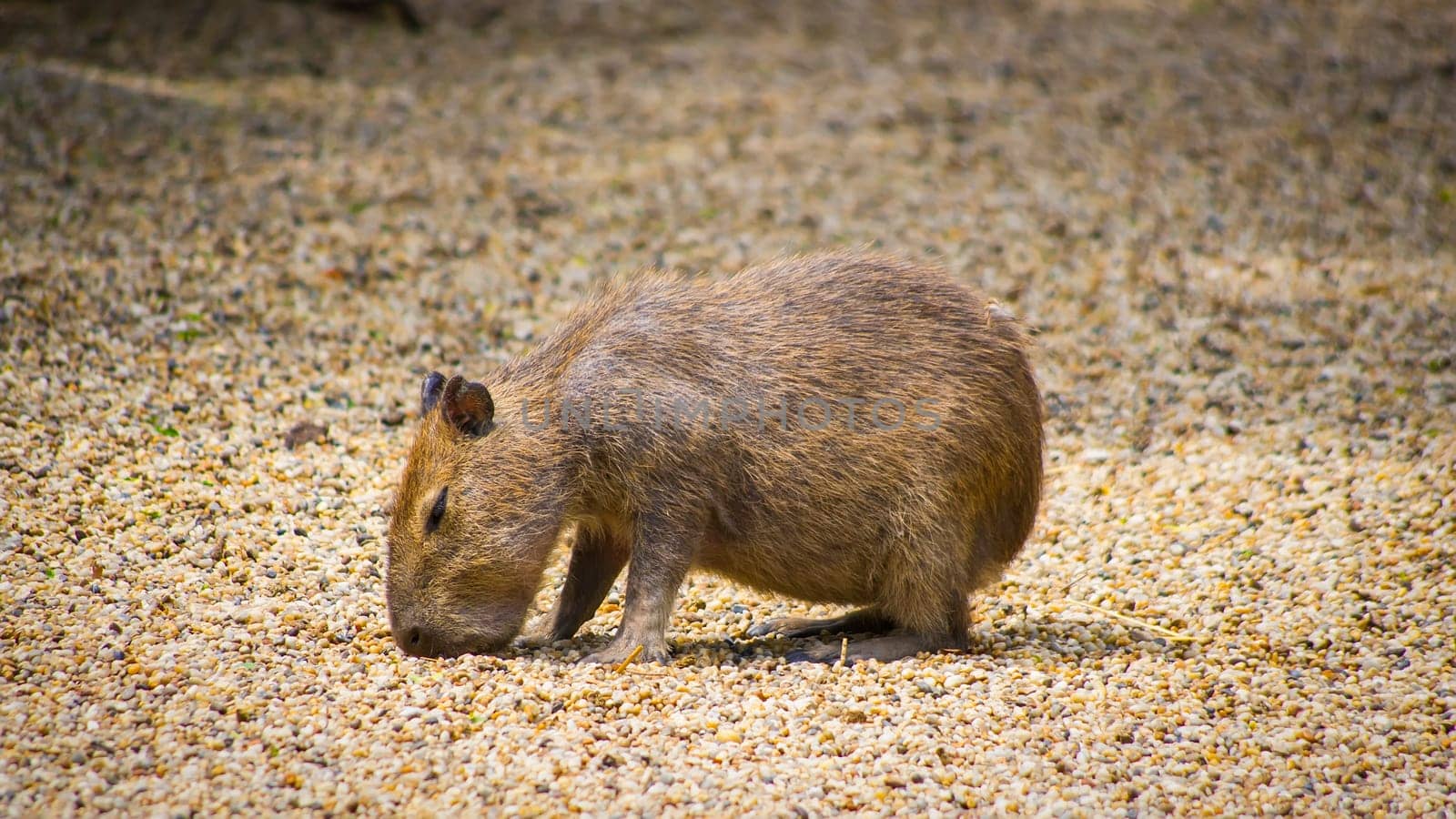 A capybara kid ferret for feed between the grail.