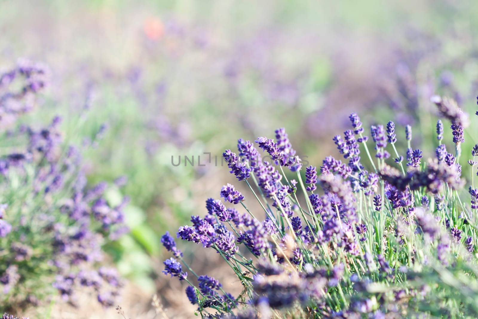 Lavender in the summer field