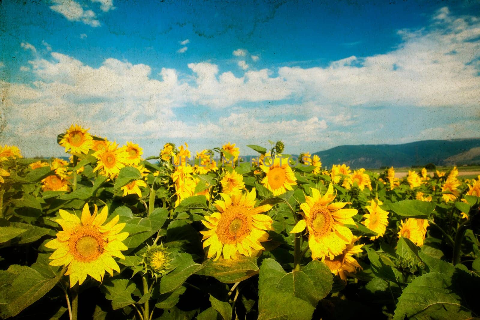 Vintage photo of blooming sunflower field