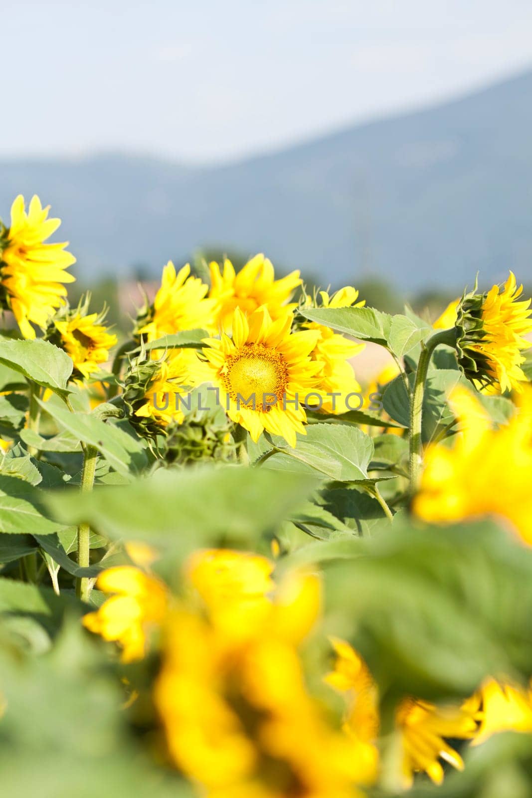 Vintage photo of blooming sunflower field