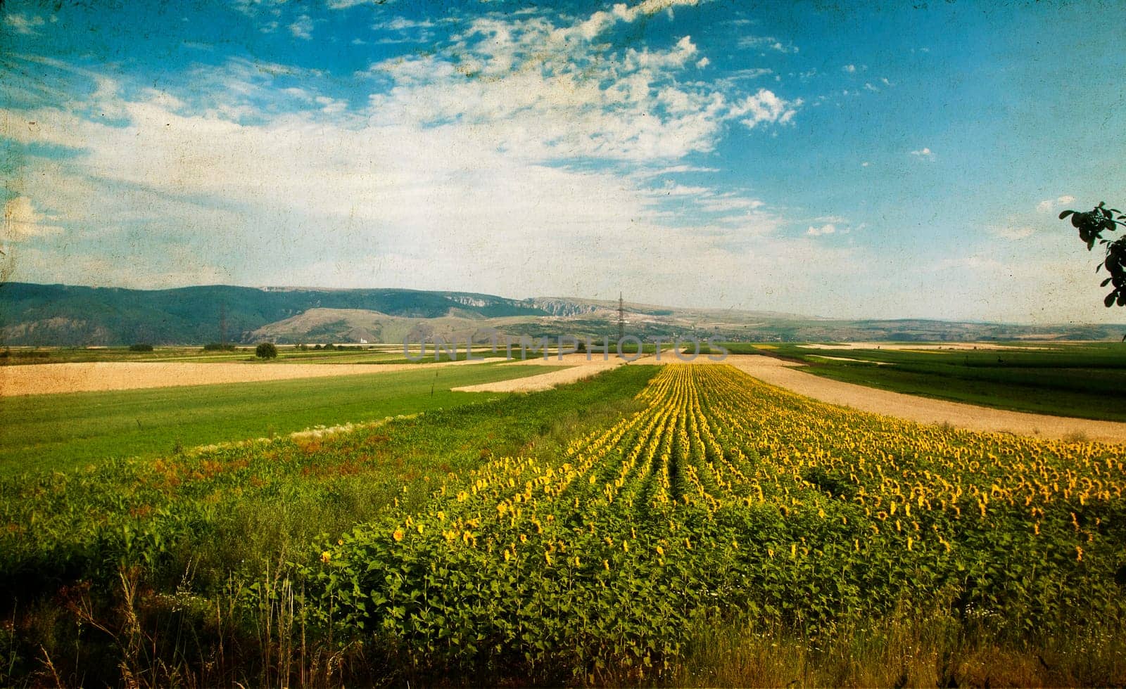Blooming sunflower field in july
