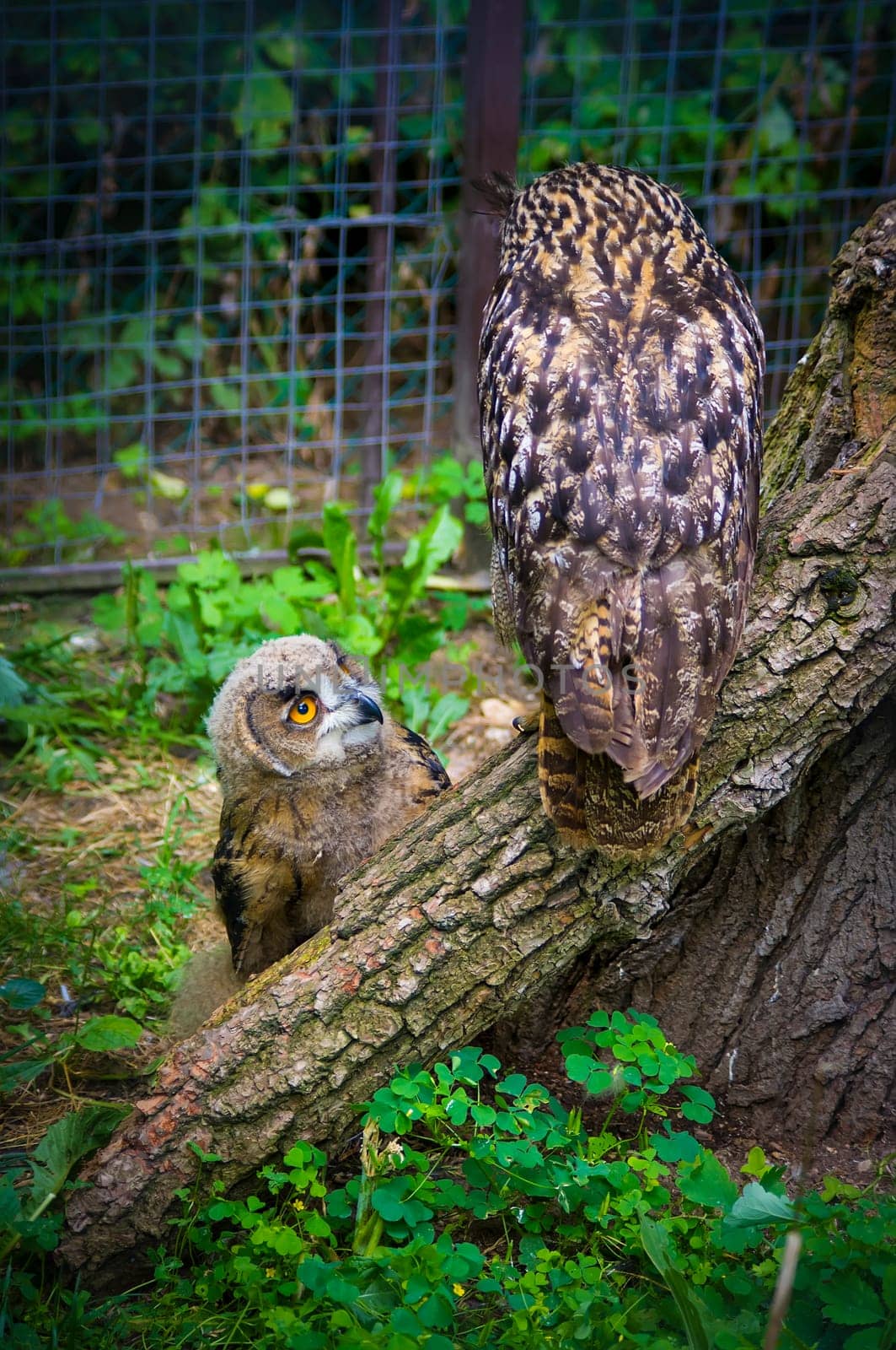 A young, and an elder owl in the zoo.