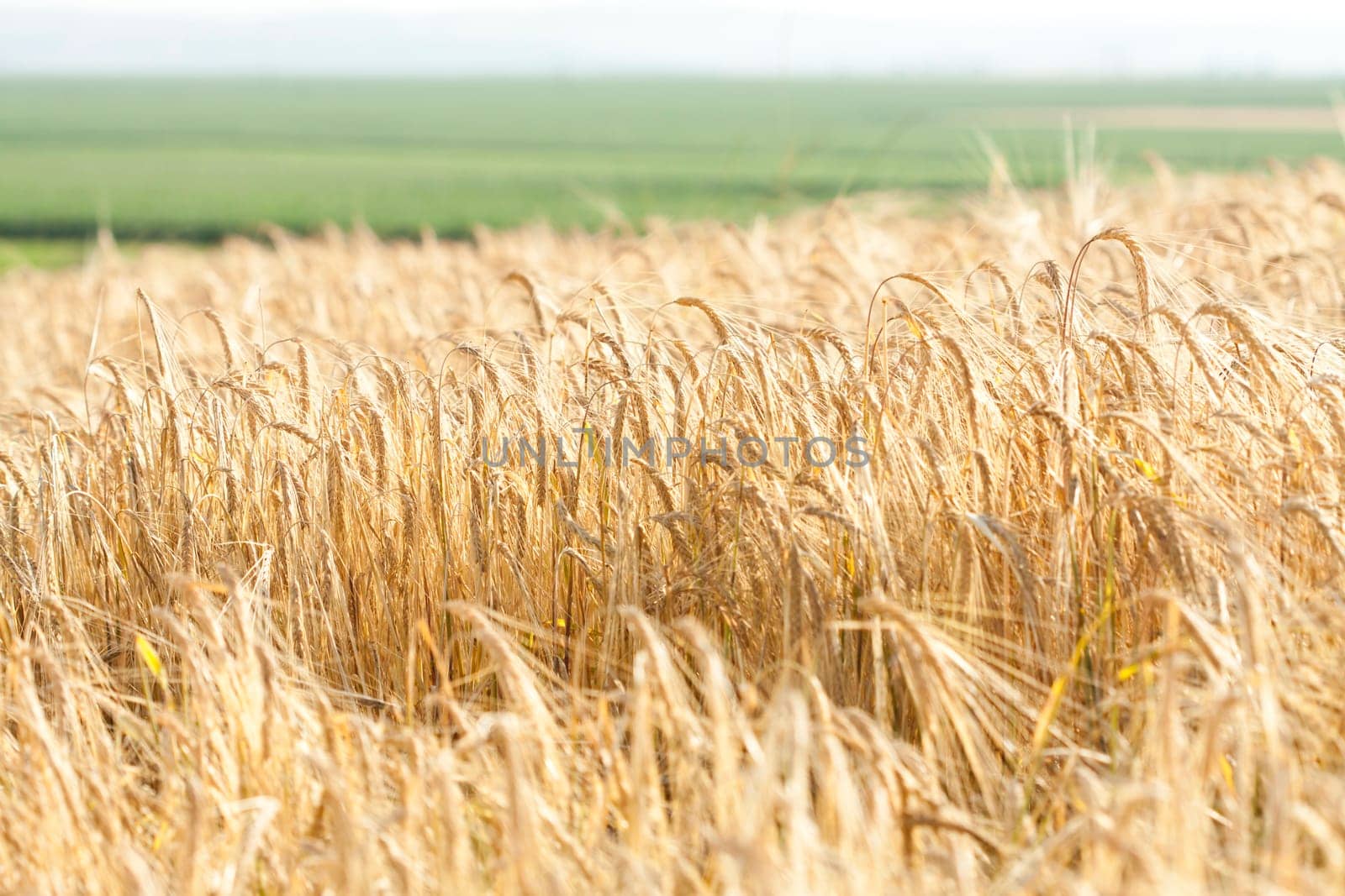 Ripe wheat field in the summer