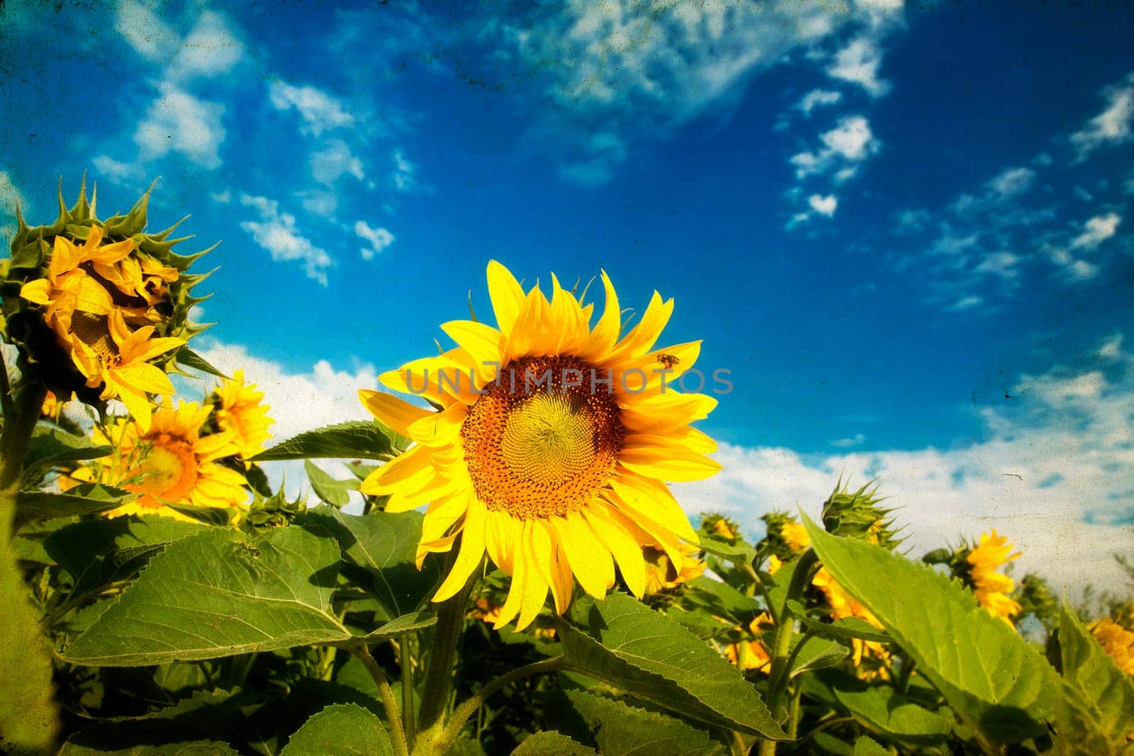 Vintage photo of blooming sunflower field