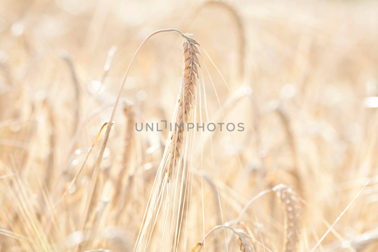 Ripe wheat field in the summer