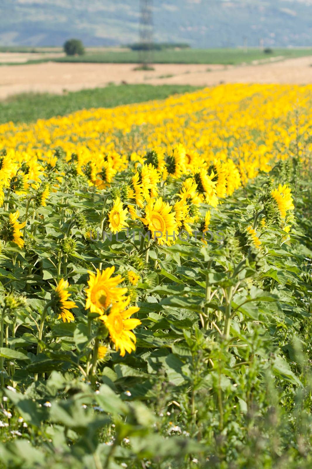 Vintage photo of blooming sunflower field