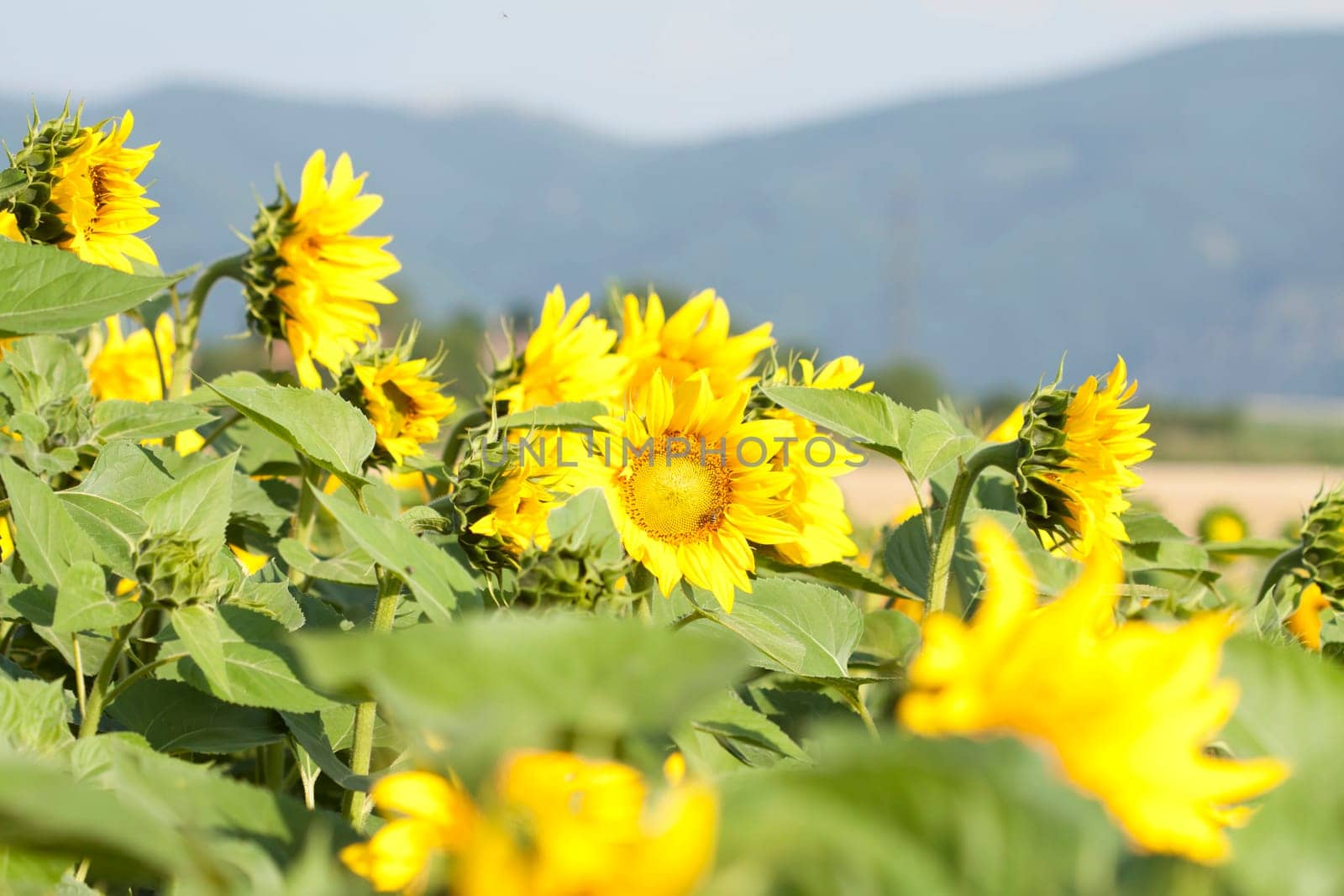 Vintage photo of blooming sunflower field