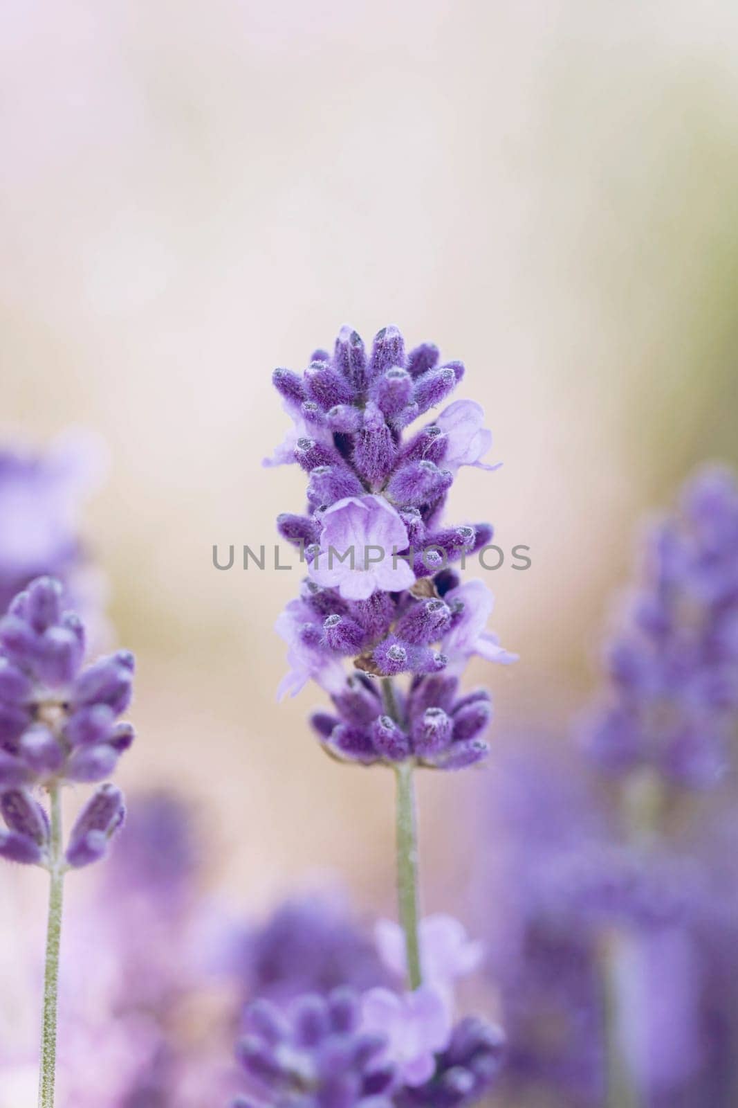 Lavender in the summer field