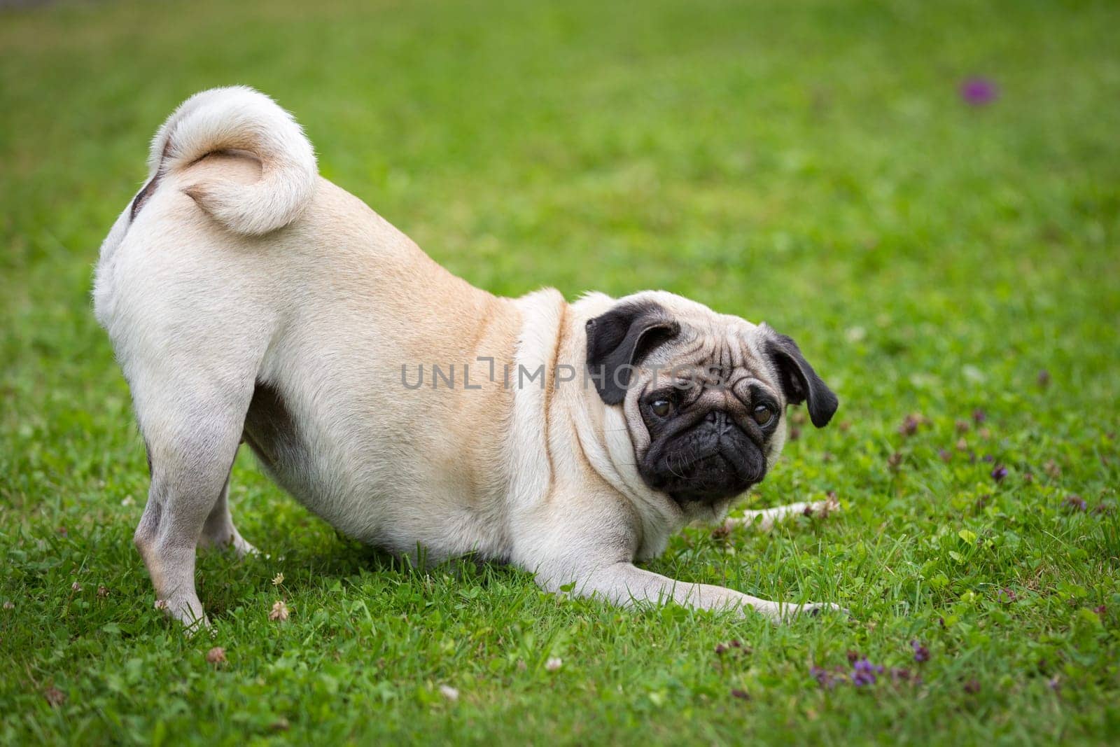 A pug in a meadow in a play mood.