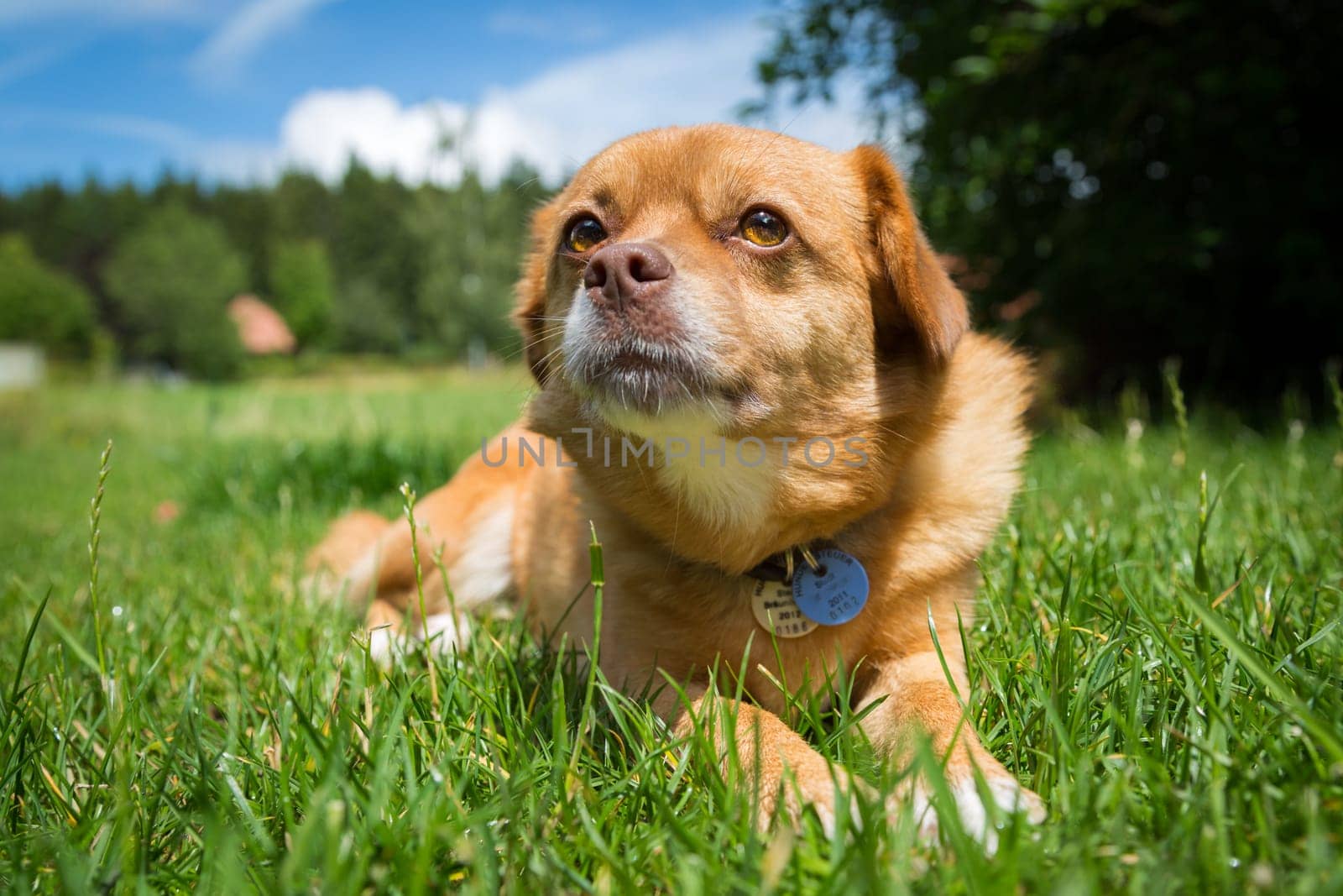 A golden-brown mixed-breed lies in a meadow and looks slightly past the photographer.