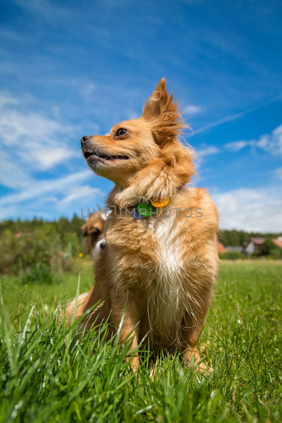 Mixed-breed sits in a wIese and looks out of it.