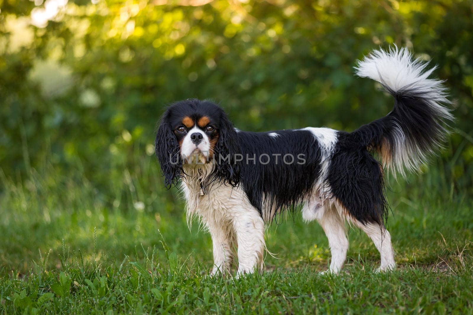 A Cavalier King Charles Spaniel after a bath stands wet in a meadow.