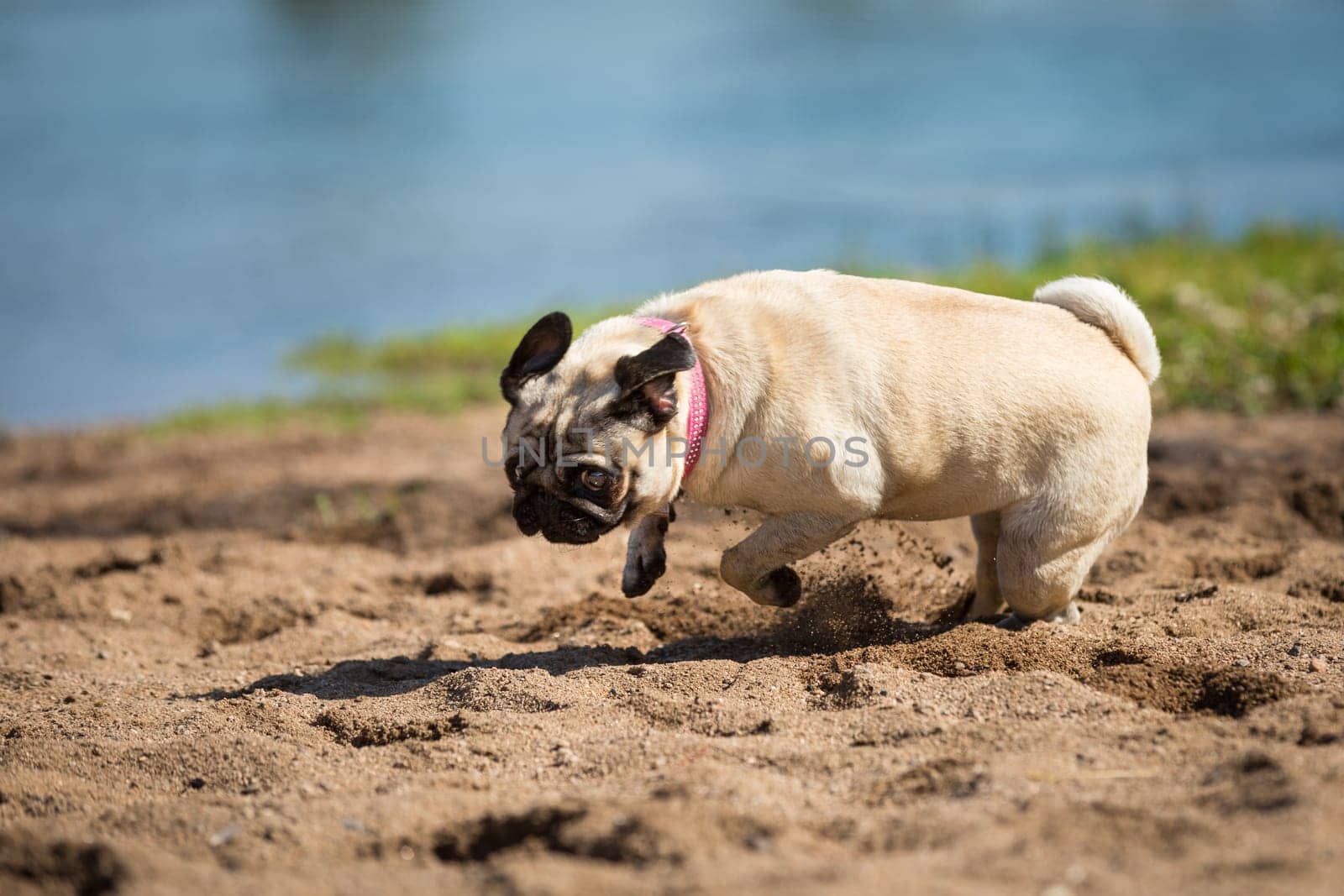 A brown pug runs through the sand on a shore.
