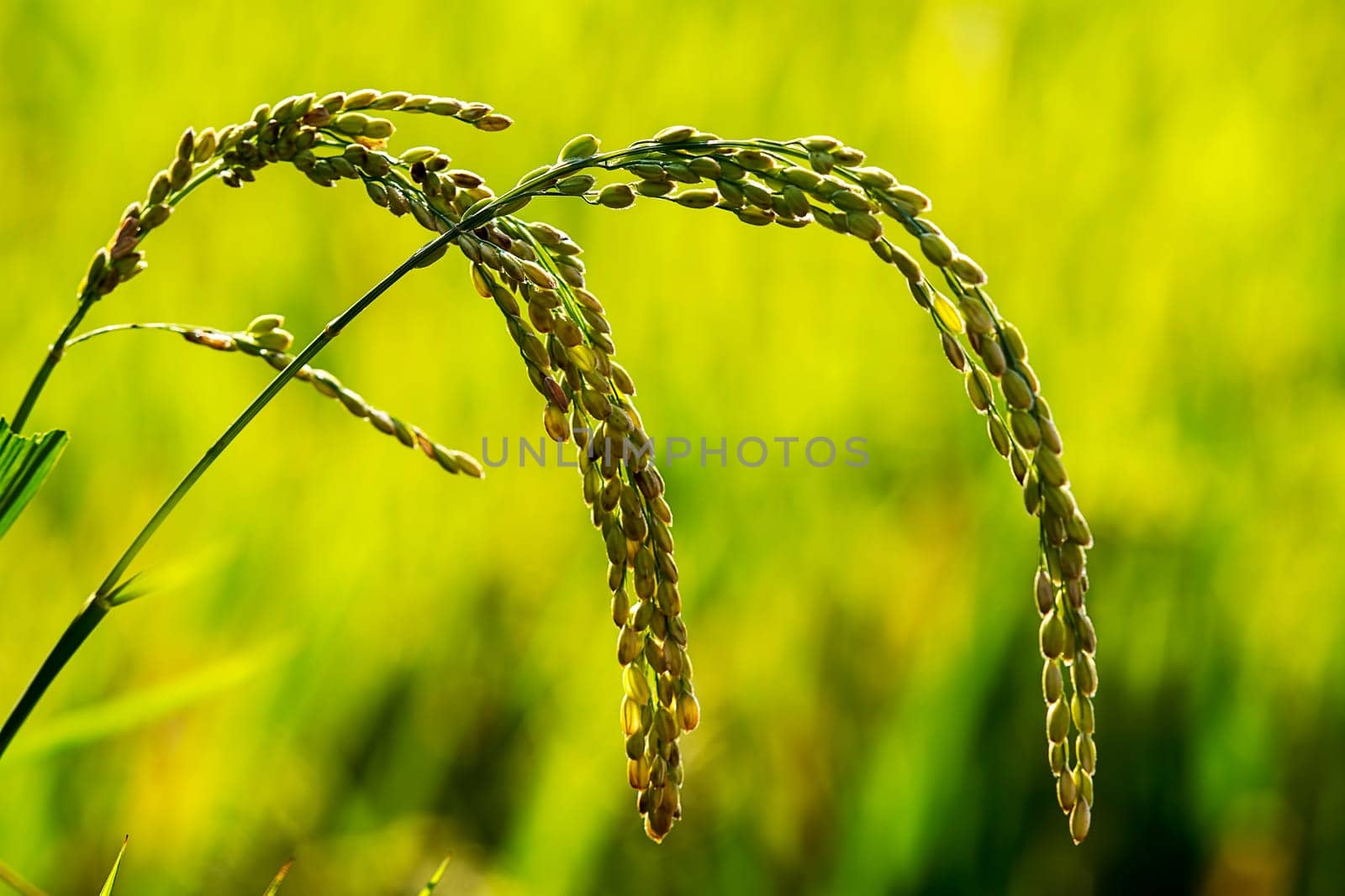 Paddy rice for adv or others purpose use