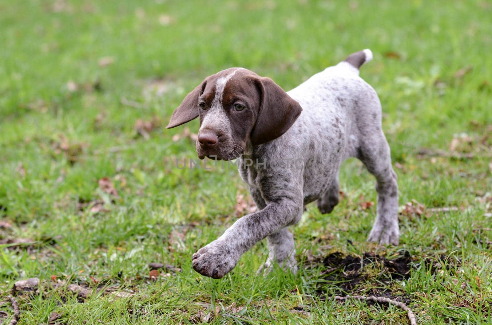 german shorthaired pointer puppy outside in the grass