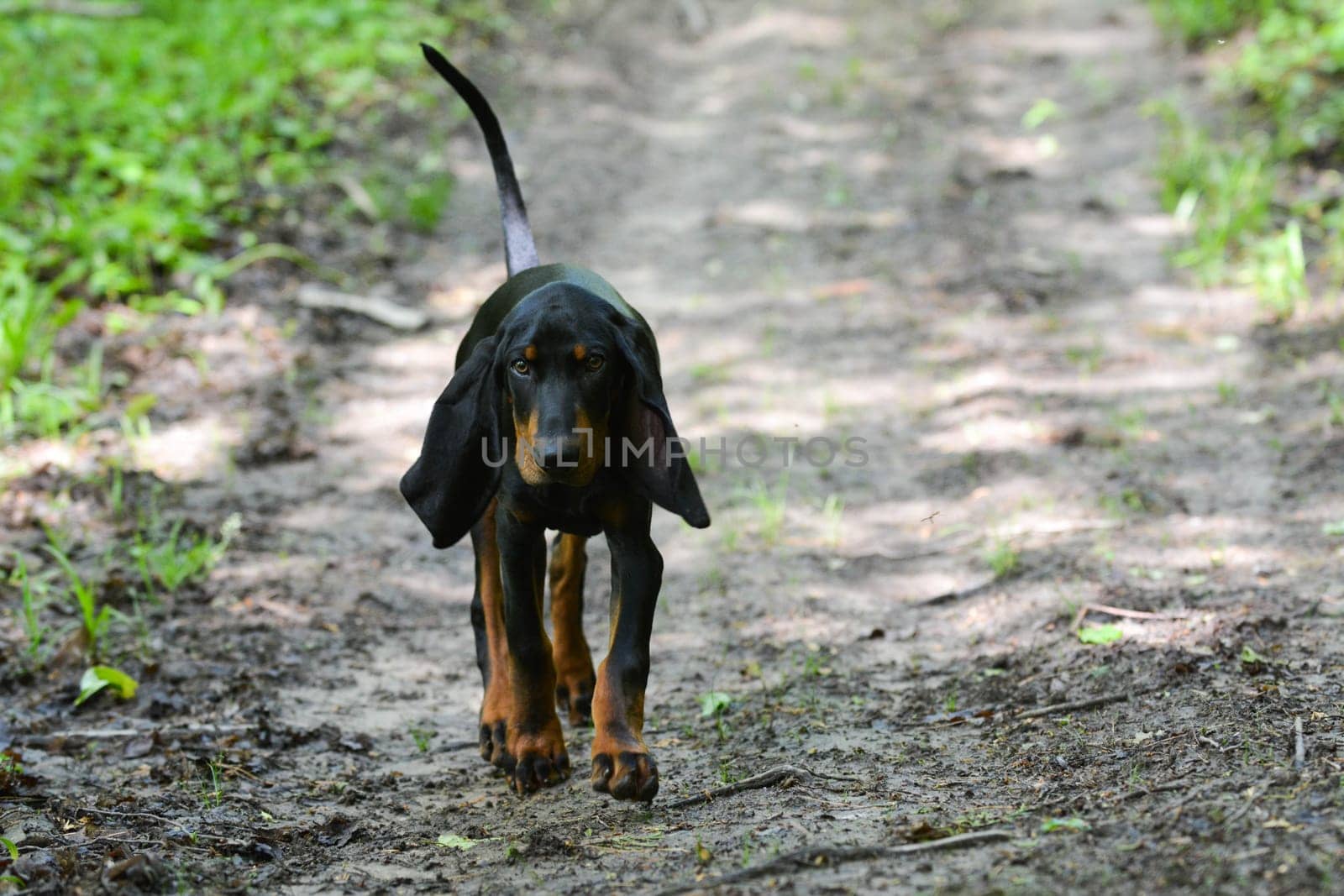 black and tan coonhound walking on a trail in the woods