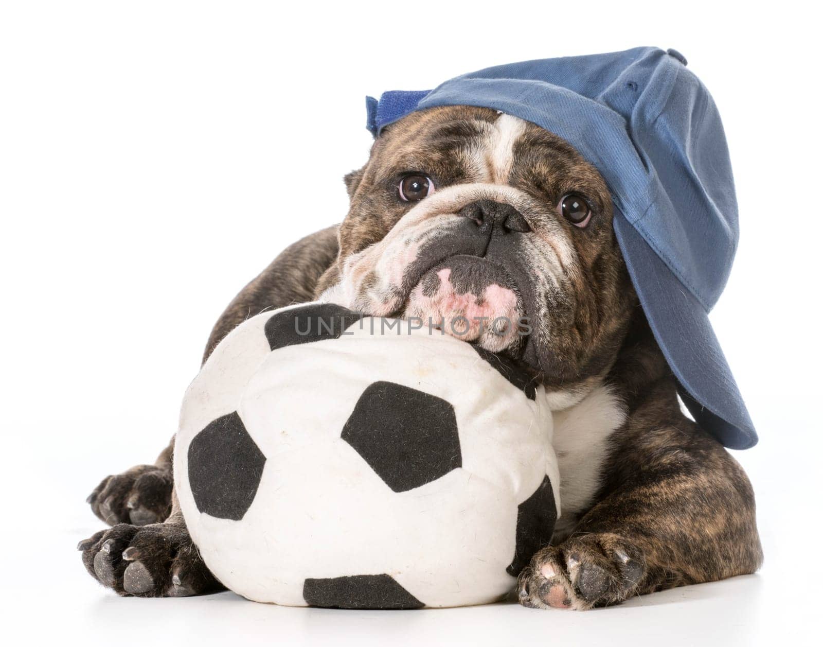 sports hound - english bulldog laying down with head resting on soccer ball