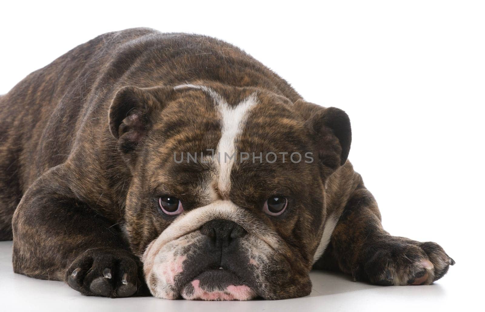 tired dog laying down with sad expression - english bulldog
