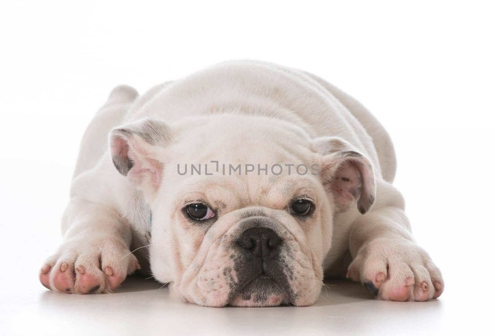 tired english bulldog puppy laying down stretched out on white background