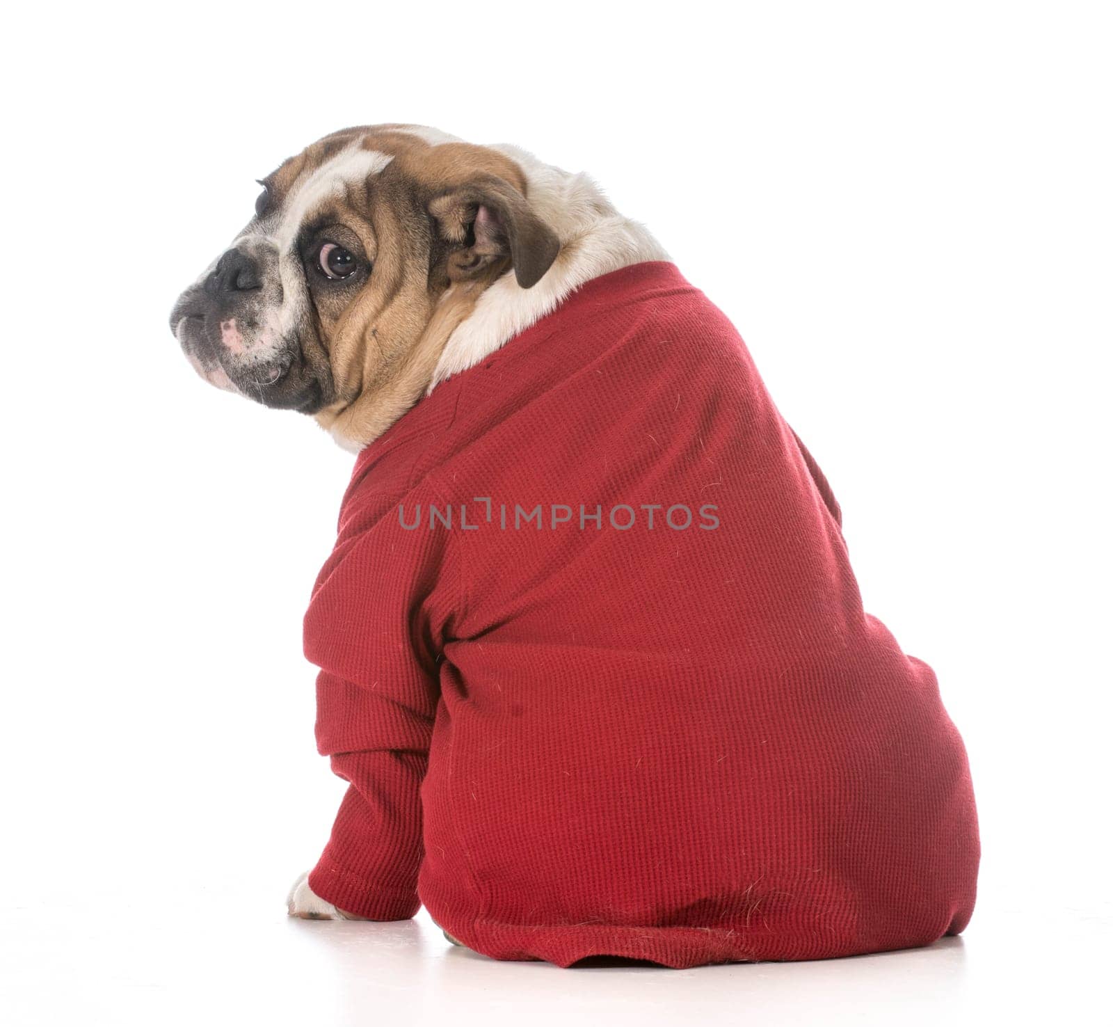 english bulldog puppy sitting looking over shoulder on white background